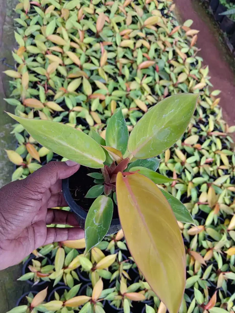 Philodendron Cherry Red