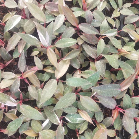 Philodendron Pink Princess