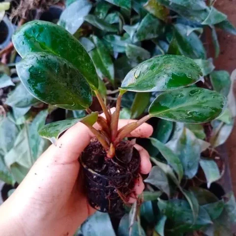 Philodendron Black Cardinal