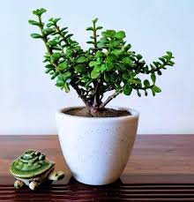 Jade plant